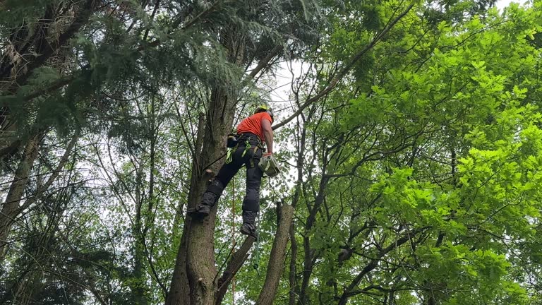 Best Tree Cabling and Bracing  in Port Jefferson Station, NY